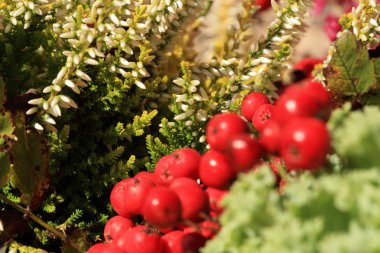 Heathers lahana ve fener penceresinde. Sonbahar bitkileri.