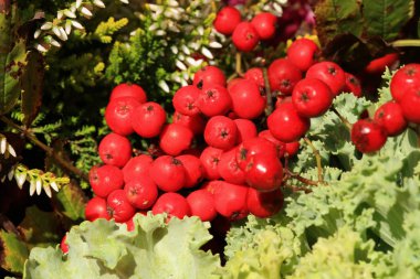 Heathers lahana ve fener penceresinde. Sonbahar bitkileri.