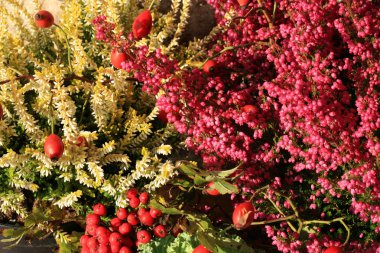 Heathers sonbahar çiçekler