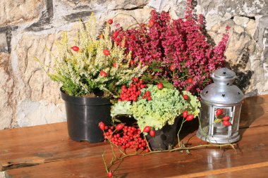 Heathers lahana ve fener penceresinde. Sonbahar bitkileri.