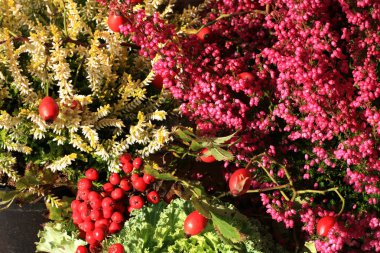 Heathers lahana ve fener penceresinde. Sonbahar bitkileri.