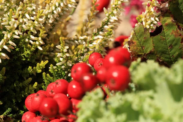 Heathers con repollo y linterna en la ventana. Cultivos de otoño . —  Fotos de Stock