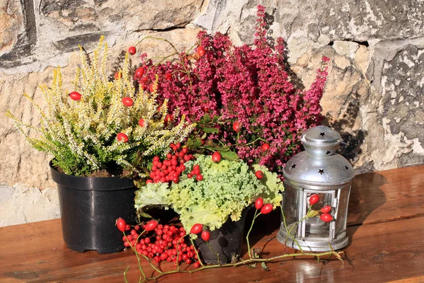 Jesienią rośliny i dekoracje. — Zdjęcie stockowe