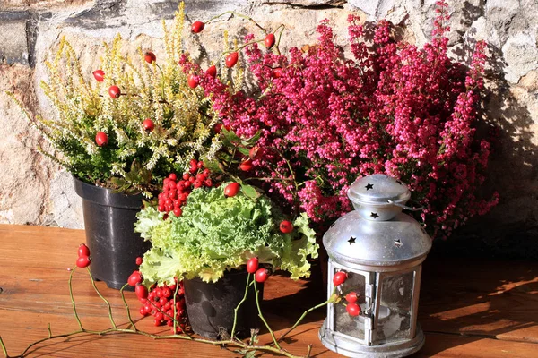 Heathers con repollo y linterna en la ventana. Cultivos de otoño . —  Fotos de Stock