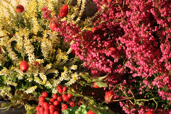 Heathers sonbahar çiçekler