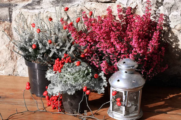 Heathers sonbahar çiçek siyah ve beyaz renk kırmızı çiçekli.