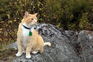 Kedi açık yürüyüş zencefil