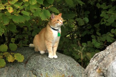 Kedi açık yürüyüş zencefil