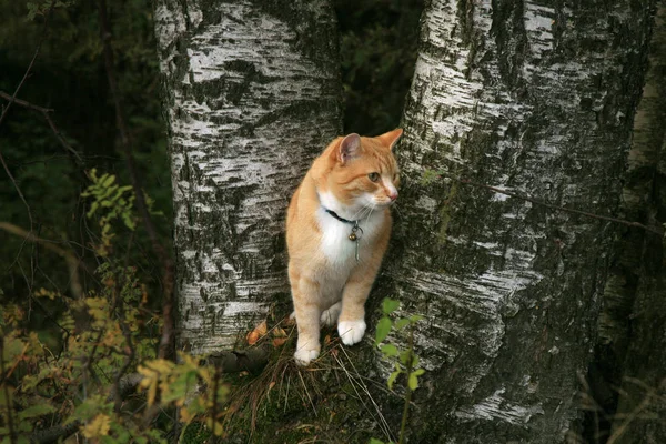 Ginger cat walking outdoor in the forest and meadow — Stock Photo, Image