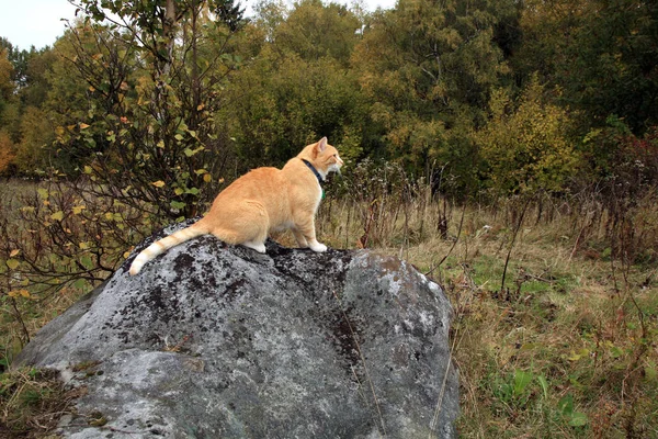 Ginger cat walking outdoor — Stock Photo, Image