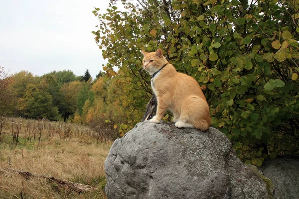 Ginger cat walking outdoor in the forest and meadow — Stock Photo, Image