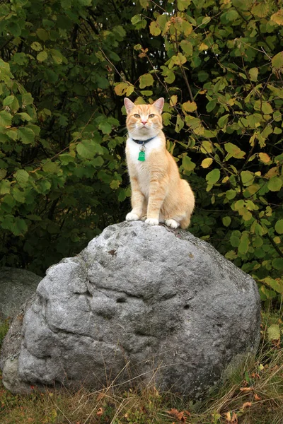 Kedi açık yürüyüş zencefil