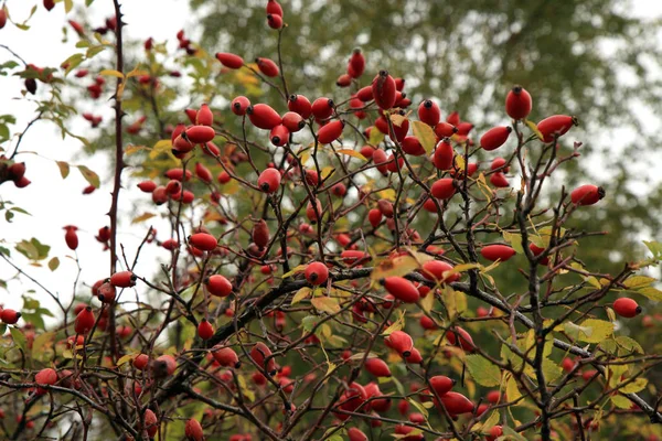 Mogen frukt, vilda nypon buske i naturen. — Stockfoto