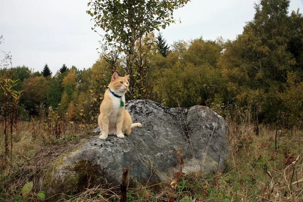 Kedi orman ve çayır açık yürüyüş zencefil 
