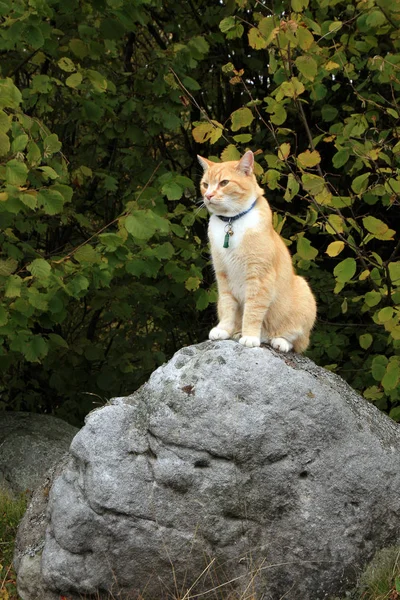 Zázvor, kočičí chůzi venkovní v lesích a lukách — Stock fotografie