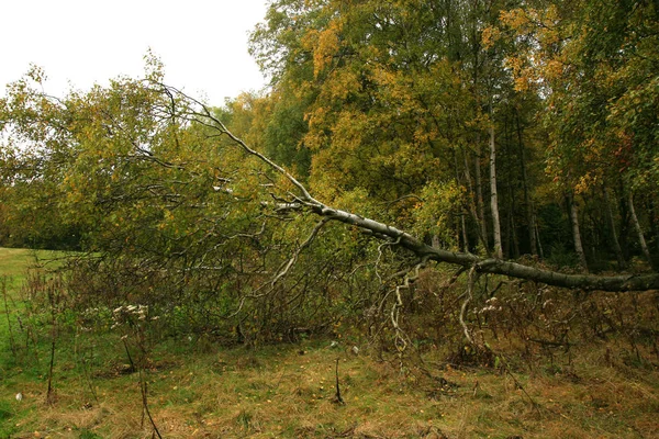 Brzozy drzew w lesie jesienią — Zdjęcie stockowe