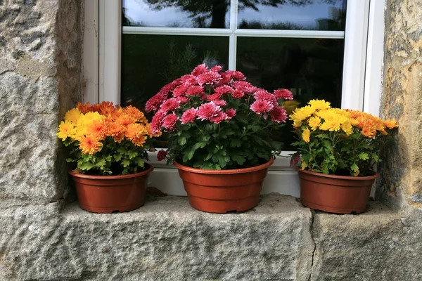 Krysantemum höst blommor, dekorationer. — Stockfoto