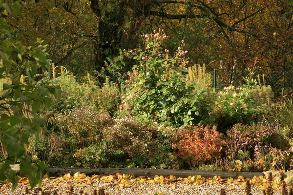 Piante di rivestimento su un letto perenne. Autunno colorato nel giardino di casa . — Foto Stock