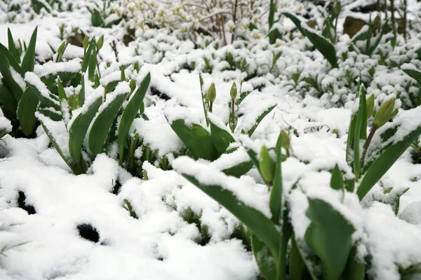 Tulipano sotto la neve — Foto Stock