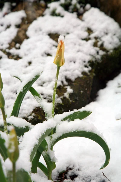 Tulip under snön — Stockfoto