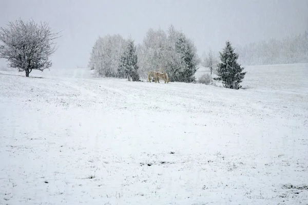 Spring snowstorm. Snow covered meadow — Stock Photo, Image