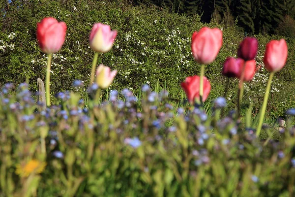 Tulipány a Pomněnka jarní květiny — Stock fotografie