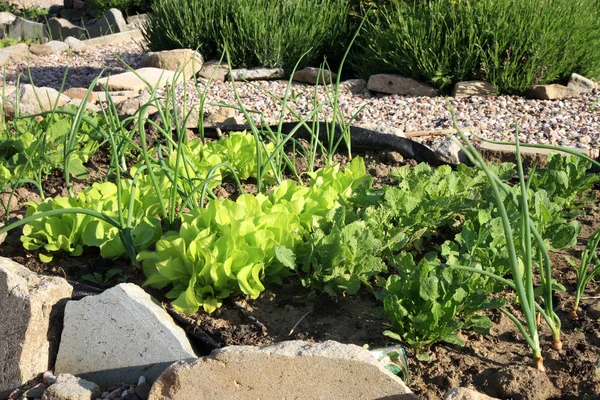 Jeunes oignons, laitues et radis en culture intercalaire de légumes . — Photo