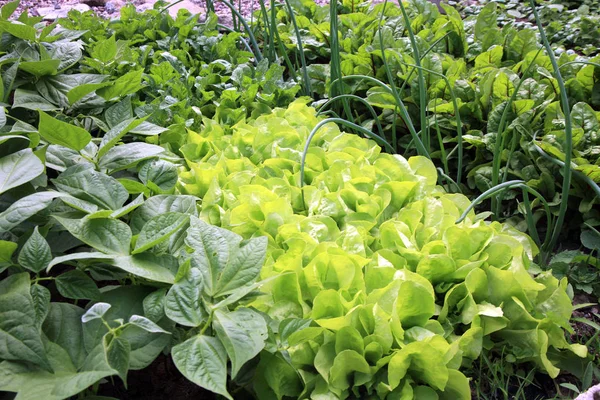 Cebola Jovem Alface Rúcula Feijão Beterraba Cultivo Permacultura Vegetal Jardim — Fotografia de Stock