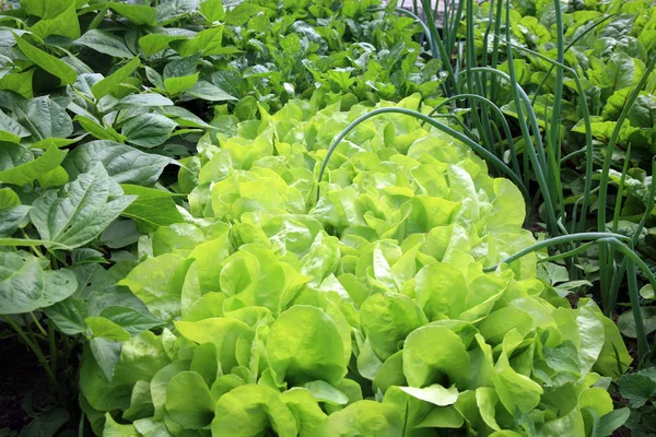 Cebola Jovem Alface Rúcula Feijão Beterraba Cultivo Permacultura Vegetal Jardim — Fotografia de Stock