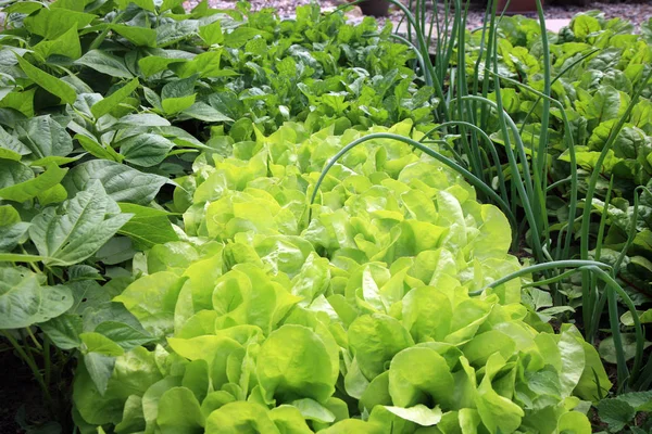 Cebolla Joven Lechuga Rúcula Frijoles Remolacha Cultivo Permacultura Vegetal Jardín — Foto de Stock