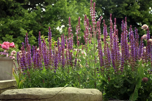 Sage on a perennial discount in a rural garden. Herb garden in rustic style