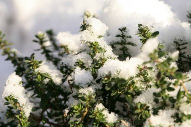 Herbs under snow in herbal rustic home garden. Winter thyme. clipart