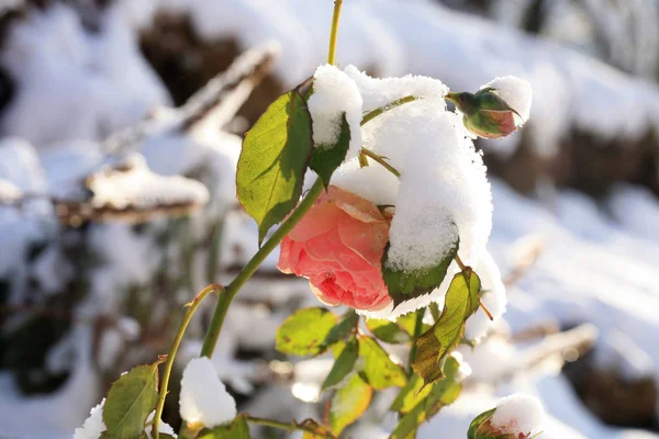 Fleur Rose Sous Neige Hiver Jardin Champêtre — Photo