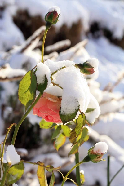 積雪下でバラの花します カントリー ガーデン — ストック写真