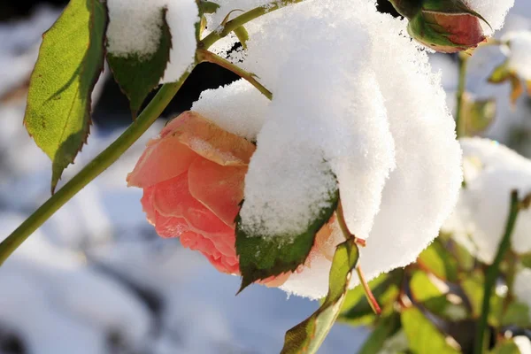 Blomma Ros Snön Vintern Land Garden — Stockfoto