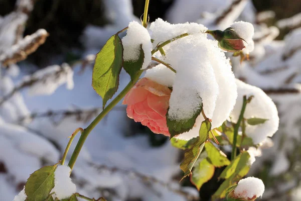 Flor Levantó Bajo Nieve Invierno Jardín Rural —  Fotos de Stock