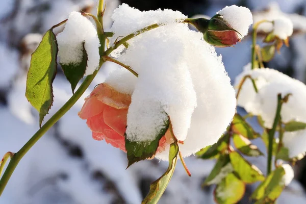 Flor Levantó Bajo Nieve Invierno Jardín Rural —  Fotos de Stock