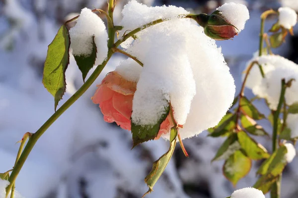 Blomma Ros Snön Winter Garden — Stockfoto