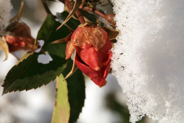 Flor Levantó Bajo Nieve Invierno Jardín Rural — Foto de Stock