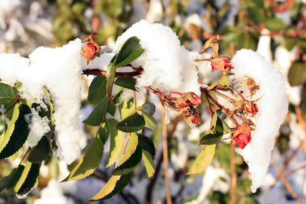 Kar Altında Gül Çiçek Kış Ülke Bahçe — Stok fotoğraf