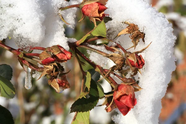 Flor Levantó Bajo Nieve Invierno Jardín Rural — Foto de Stock