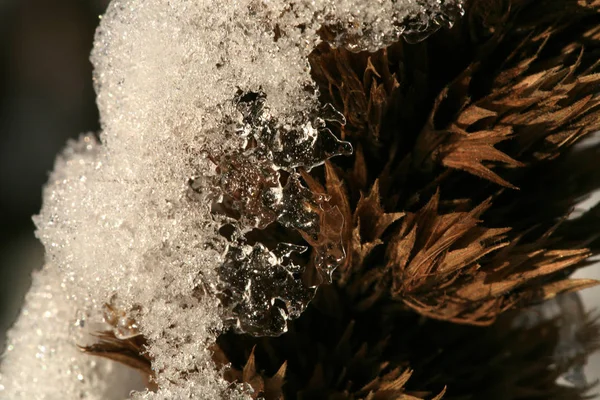 Trockenblume Von Nepeta Kubanica Unter Schnee Auf Dem Land Winter — Stockfoto