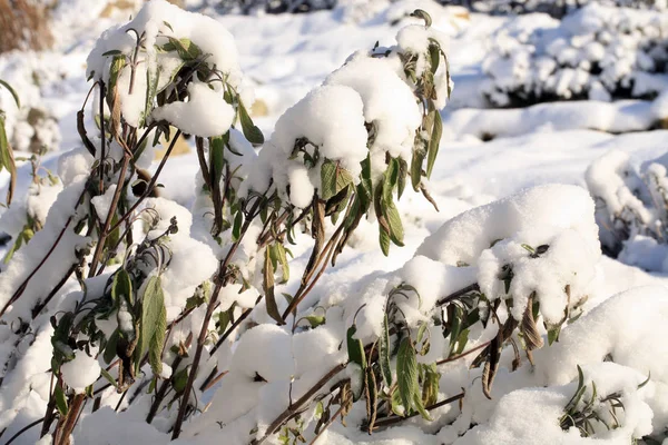 ハーブの素朴な家の庭の積雪下でのハーブ 冬ヤクヨウ サルビア — ストック写真