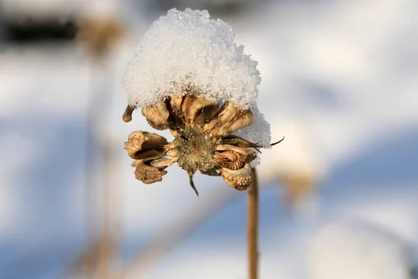 Calendula Tohumları Kar Kulübe Altında Bitkisel Kış Bahçesi — Stok fotoğraf