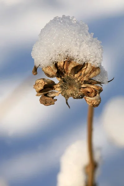 Ringelblumensamen Unter Einer Schneehütte Winterkräutergarten — Stockfoto