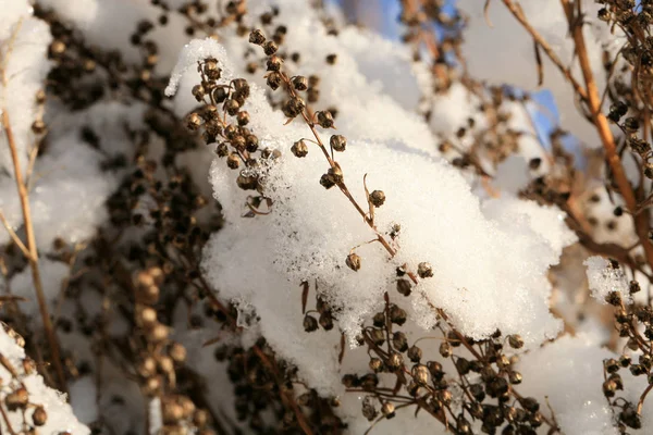 Tarragon Também Chamado Estragon Sob Neve Jardim Inverno País — Fotografia de Stock