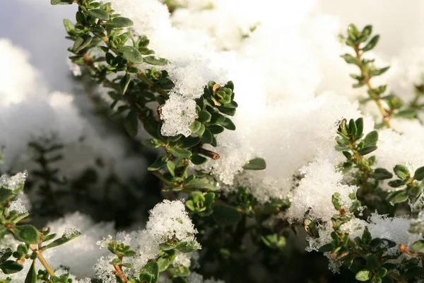 Травы Снегом Зеленом Деревенском Саду Зимний Тимьян — стоковое фото