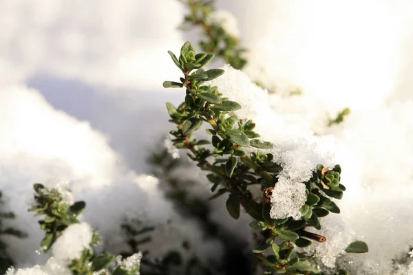 Örter Snön Växtbaserade Rustika Hem Trädgård Vinter Timjan — Stockfoto