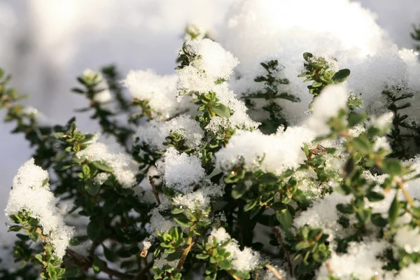 Ervas Sob Neve Jardim Herbal Rústico Casa Tomilho Inverno — Fotografia de Stock