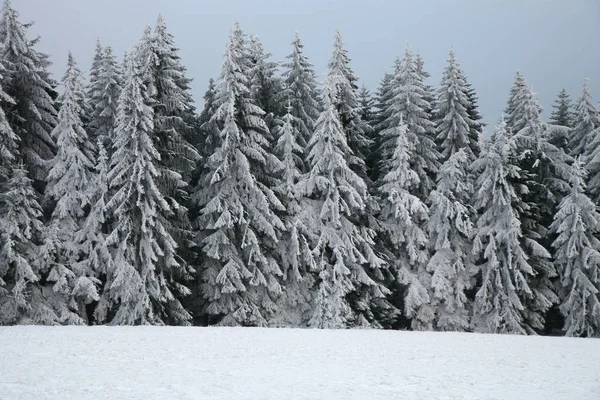宏伟的白色云杉覆盖着雪 在波兰 欧洲的表山国家公园风景如画的冬日景象 多云天在暴风雪以后 — 图库照片